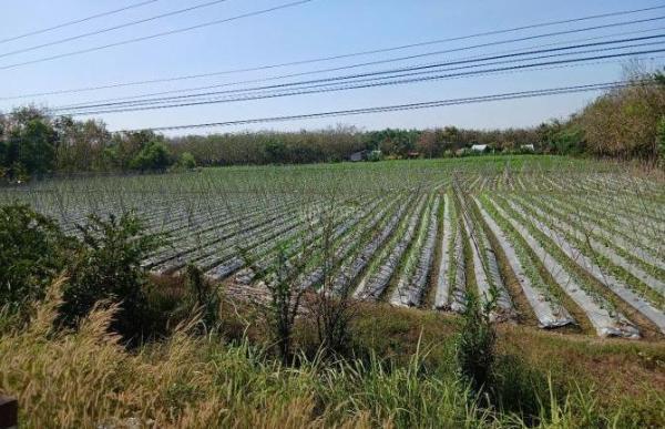Cần bán Đất nền riêng lẻ 6600m²