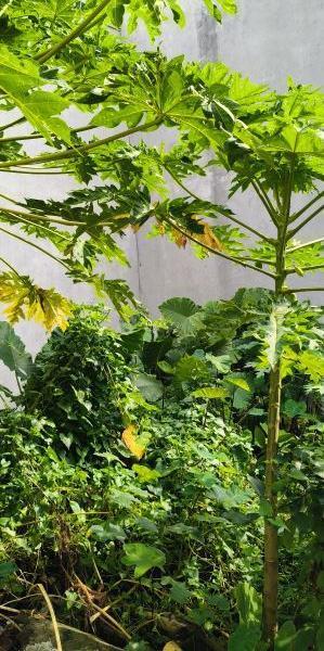 Bán đất Phúc Lợi 35m² ô tô đỗ tận cổng giá 👍 chỉ nhỉnh 4 tỷ.