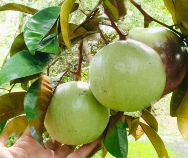 Cơ hội vàng cho nhà đầu ☘ tư và những ai tìm kiếm không gian sống lý tưởng