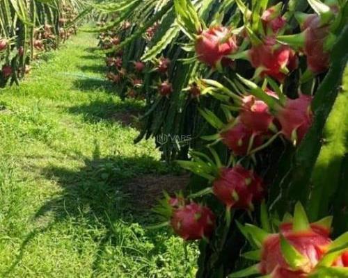 Đất vườn Thanh Long ruột 🏡 Đỏ-Hàm Thuận Nam(Hàm Minh cũ)-Lâm Đồng-DT 1,3Ha