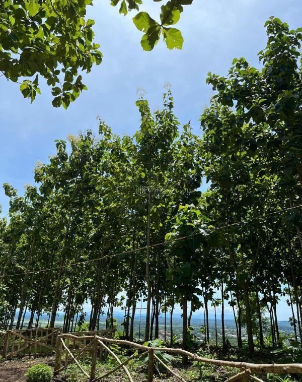 Cần bán Trang trại, nhà vườn 1190m²