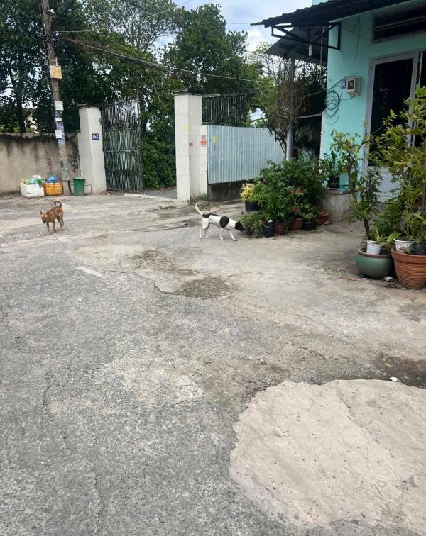 Nhà sổ hồng riêng 5mx10m 🏤 1 trệt 1 lửng đường thị trấn tân hiệp hóc môn
