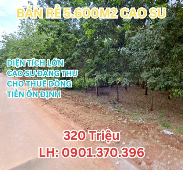 Cần bán Trang trại, nhà vườn 5600m²