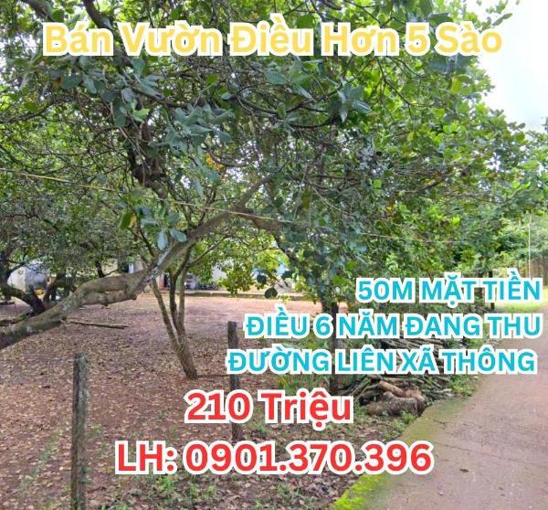 Bán gấp 5.000m² 🏘️ sổ hồng riêng, thổ cư, ngay trung tâm giá chỉ 210tr