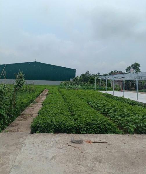 Bán đất- Đông Phương,đầu tư chắc thắng,Vị trí 🏬 đẹp,giá rẻ nhất thị trường,DT: 150m,Giá:1tỉ