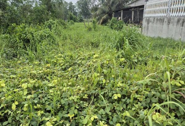 Cần bán Đất nền riêng lẻ 1245m²