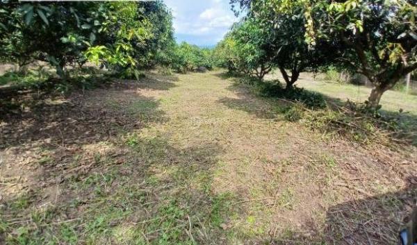 Ông Chủ Đi Mỹ Cần Bán Gấp Lô Đất Rộng 2000m2 🏠 Ngay Gần KCN Định Quán