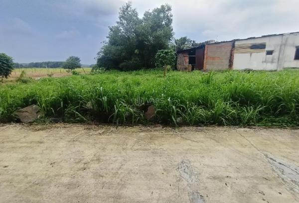 Lô nhì hùng vương, hxh, ngang gần 7m, giá 🆘 chỉ 13tr