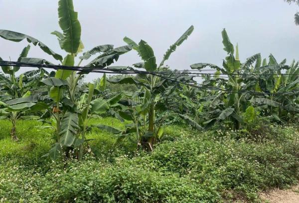 Bán lô 💥 đất bám mặt sông hoà bình với giá hấp dẫn