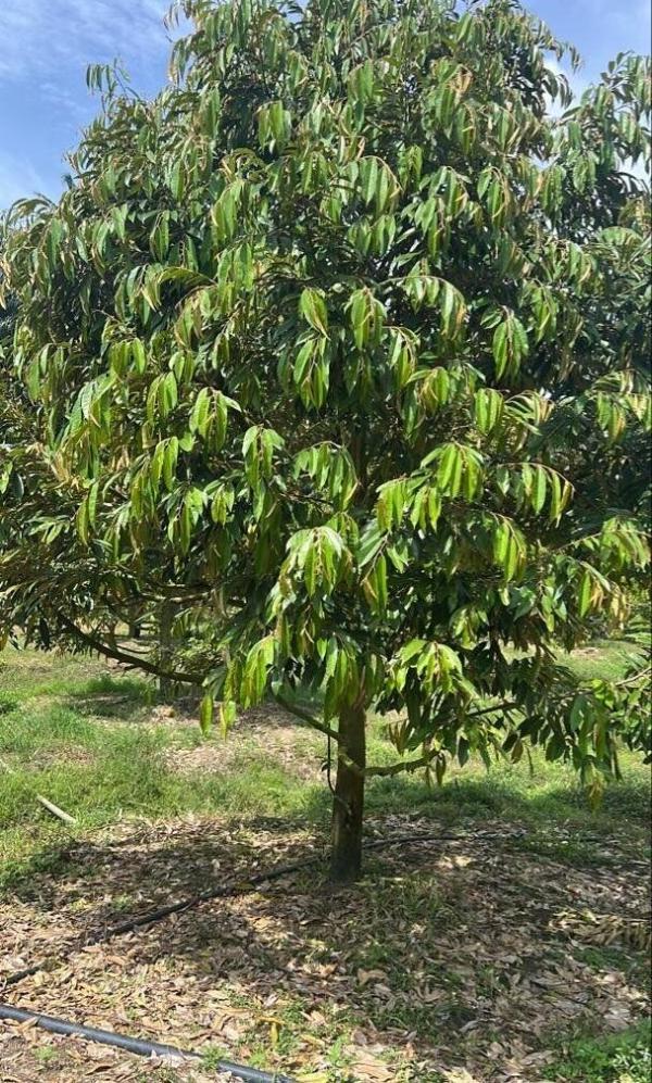 Bán đất tại quang trung, thống nhất, đồng 🏣 nai, 980 triệu, 1300 m2