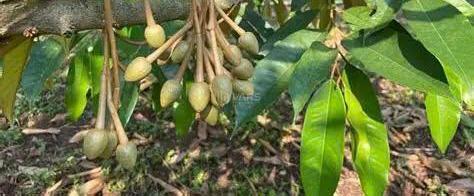 Cần sang lại vườn sầu 40 cây 🏦 đang ra trái, có béc phun