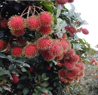 CHÍNH CHỦ CẦN XOAY VỐN NÊN 🏣 BÁN GẤP LÔ ĐẤT 1000m2 VƯỜN CÂY ĂN TRÁI LÂU