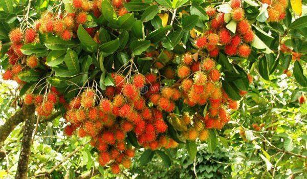 Cần bán Trang trại, nhà vườn 1000m²