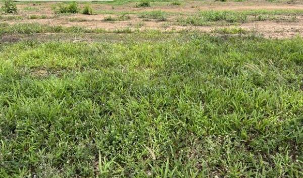 Bán Nhà xưởng, nhà kho 31000m²