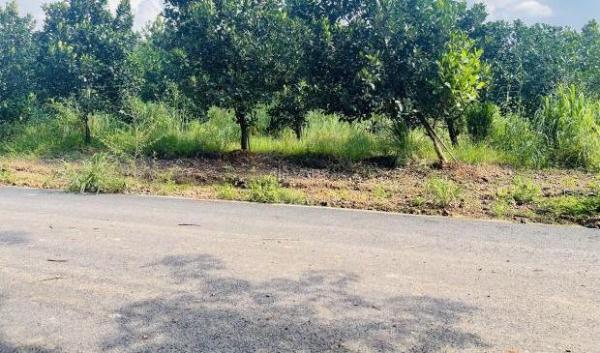 CẦN SANG LẠI VƯỜN MÍT 20X53=1060M2 THỔ CƯ SHR MT 🏢 ĐƯỜNG NHỰA SÁT CHỢ DÂN ĐÔNG GIÁ 750 TR