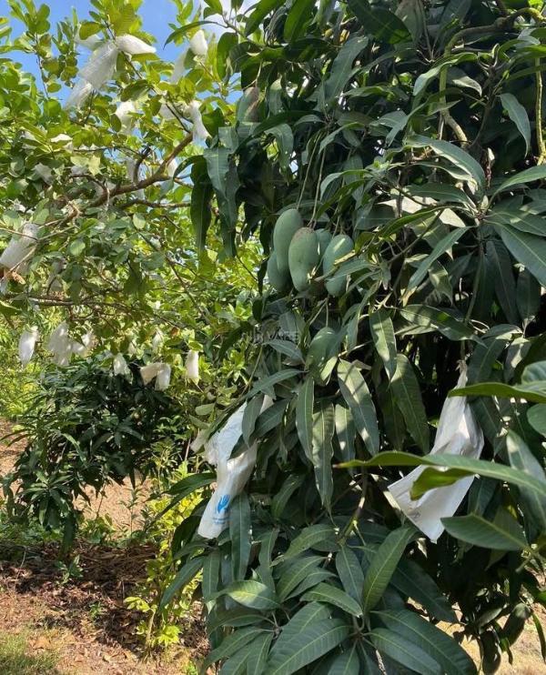 Đất đẹp, view thoáng đãng, nằm gần hồ trị an, chỉ với 733 triệu/ 1 🏡 sào