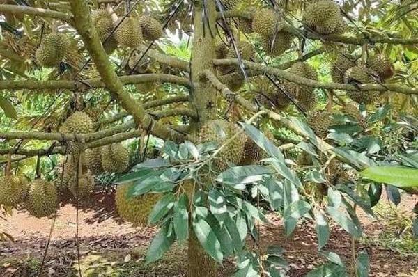 Bán đất 1000m2 Xã Tân Tiến - 🏦 Huyện Đồng Phú - Tỉnh Bình Phước