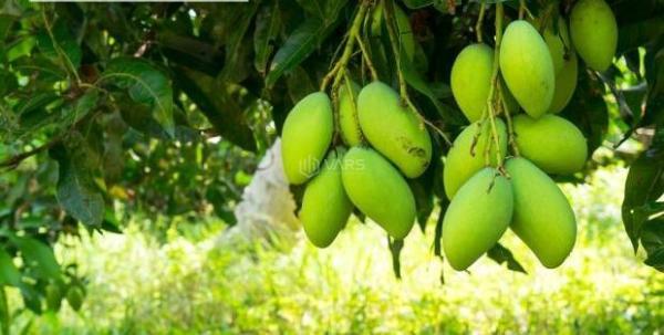 Chính Chủ 🏬 Cần Bán Gấp Lô Đất Giá Ngộp Diện Tích 1.045m2 Tại Định Quán