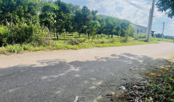 BÁN VƯỜN MÍT ĐANG CHO TRÁI DT 20X53=1060M2 THỔ CƯ SHR MT NHỰA LỚN 🌊 SÁT CHỢ GIÁ 750 TRIỆU