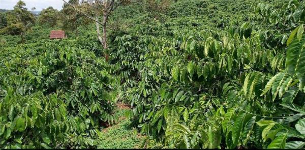 Chủ cần bán Trang trại, nhà vườn 13000m²