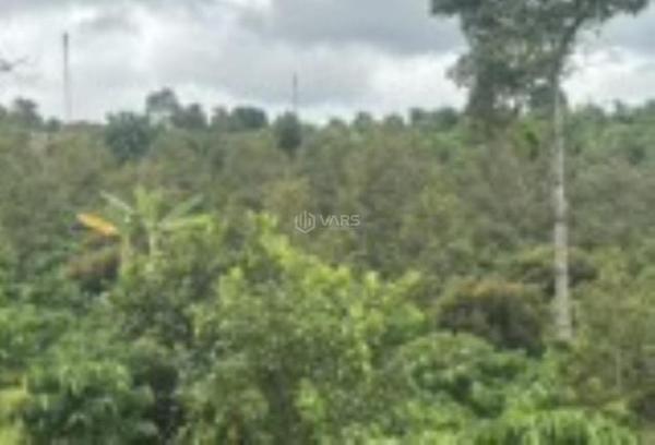 Đất đỏ có cà phê 🔥 lẫn sầu riêng 200 cây sầu riêng thu chính 2000 cây cà phê thính