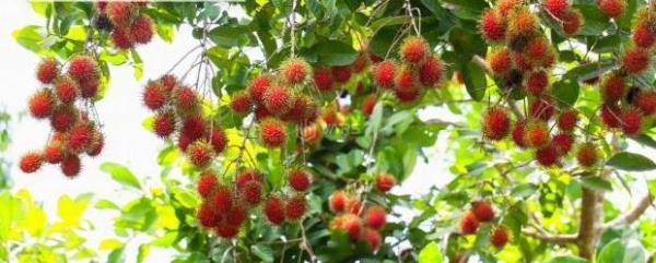 Cô Chú Hàng Xóm Cần Bán Lô Đất Vườn Cây Ăn Trái Do Không Còn 🏡 Sức Chăm