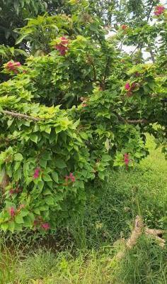 🍀 BÁN GẤP 3,7HA ĐẤT CLN – 🆘 HÀM HIỆP. GIÁ 8,x TỶ