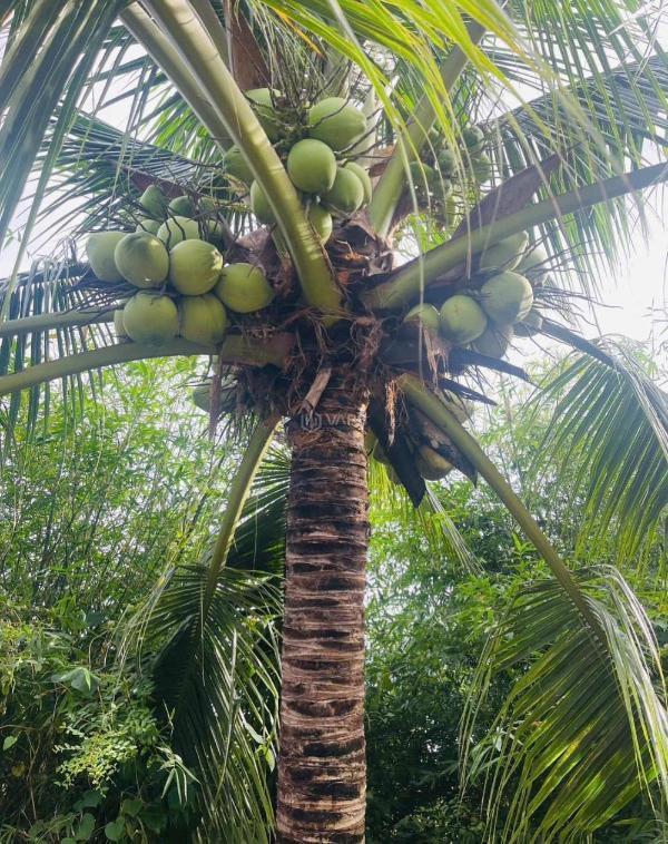 Bán Đất nền riêng lẻ 176m²