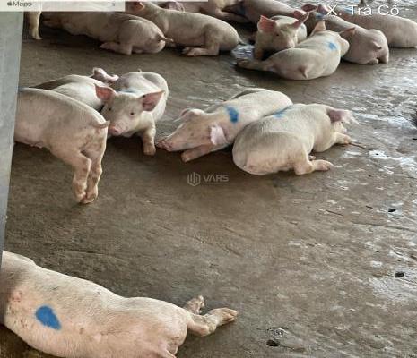 Cần bán Trang trại, nhà vườn 20377m²