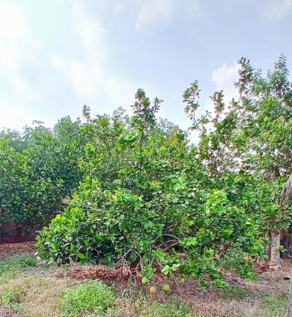 1 vườn trái cây 🔥 thập cẩm ở bình long-bp 30x100