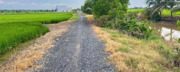 300tr/1000m2 🏤 đất ruộng cần bán tại Gia Thuận, Gò Công Đông, Tiền Giang cũ.