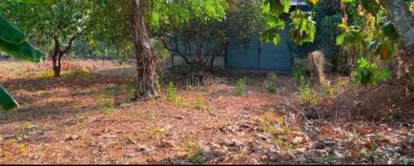 Nhà Xưởng Lớn Tân Bình Vĩnh Cửu , Có đất sân 🏤 vườn . Ngang 35m