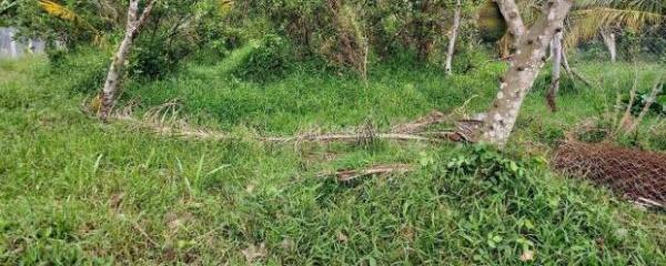 Chính chủ cần bán đất vườn tại xã Long Hưng, Châu Thành, DT 500m2, giá 🏚️ đầu tư