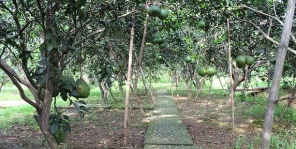 Giá 4,7 tỷ. Bán gấp 1000m2 vườn bưởi Bình 🏡 Lợi (P. Tân Triều),Đồng Nai. 26x38m. Đường ô tô.