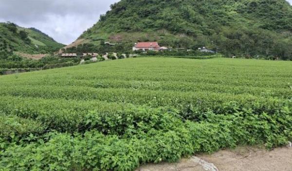 Chủ cần bán Trang trại, nhà vườn 9753m²