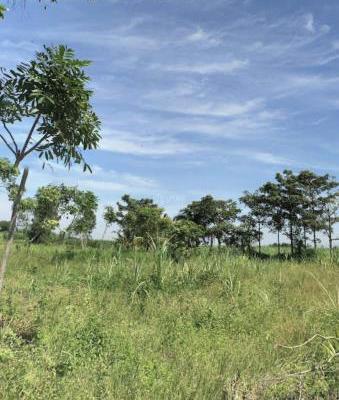 Chủ cần bán Khác 31000m²