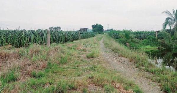 🌿BÁN GẤP 7 SÀO ĐẤT CÂY TRỒNG HÀM KIỆM. ❌GIÁ 🏣 99TR/1SÀO