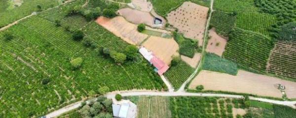 🌿 BÁN ĐẤT VIEW CHÈ MỘC CHÂU – 5.000M² (400M² THỔ CƯ) – SẴN AO, NHÀ 🏡 Ở 🌿