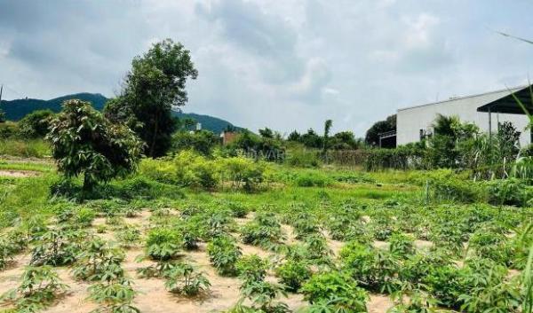 🚨 KẸT TIỀN BÁN GẤP – DUY NHẤT LÔ ĐẤT 500M² TẠI TT. PHƯỚC HẢI – 👍 BRVT 🚨