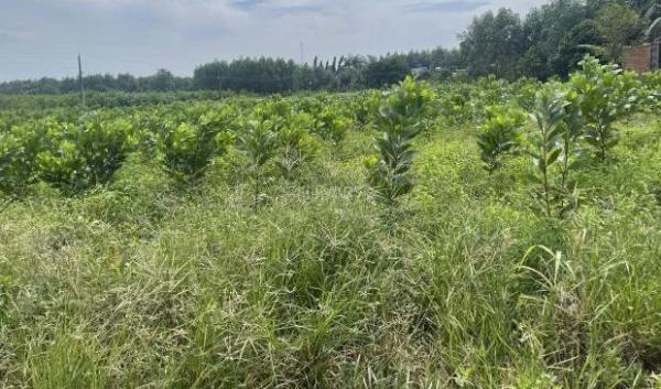 Bán đất 🏡 SKC 8000m2 xã Hố Nai 3, Trảng Bom, Đồng Nai 16T