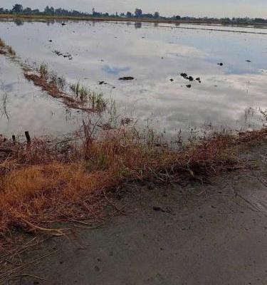 BÁN ĐẤT RUỘNG KHU VỰC 🆘 PHI THÔNG – RẠCH GIÁ – KIÊN GIANG