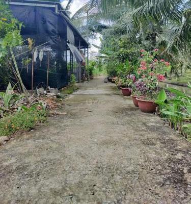 Cần bán gấp đất nền 285m2 🏢 Phú Tân, gần chợ Tú Điền – TP Bến Tre, giá cực rẻ