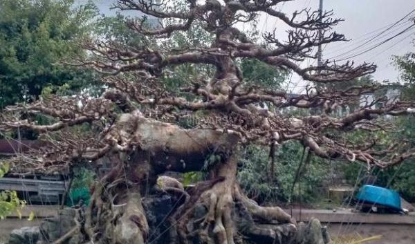 ⭐Bán cây cảnh đẹp con 🔥 nghê độc nhất vộ nhị tại Nam Trực, Nam Định (cũ), 08263*****