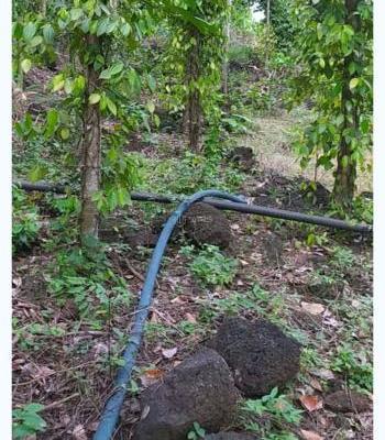 Cần Bán gấp đất 2000m2= 👍 (2 Xào ) Xã Thanh Sơn H.ĐQ, T.Đồng Nai 350 triệu