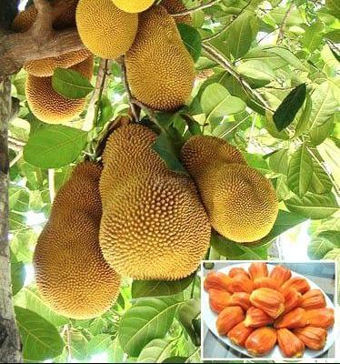 BÁN RẺ 2200m2 KHO, VƯỜN NHÀ XƯỞNG XÃ AN VIỄN, GÓC 2 MẶT ĐƯỜNG NHỰA 6m THÔNG 🏦 SỔ HỒNG (X119)