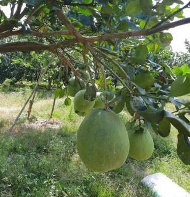 Chủ cần bán Khác 1123m²