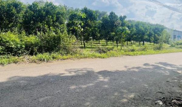 KẸT TIỀN SANG LẠI MÃNH VƯỜN 2150M2 ĐẤT SHR MT ĐƯỜNG GẦN SÁT CHỢ DÂN 🏡 CƯ ĐÔNG GIÁ 540 TR