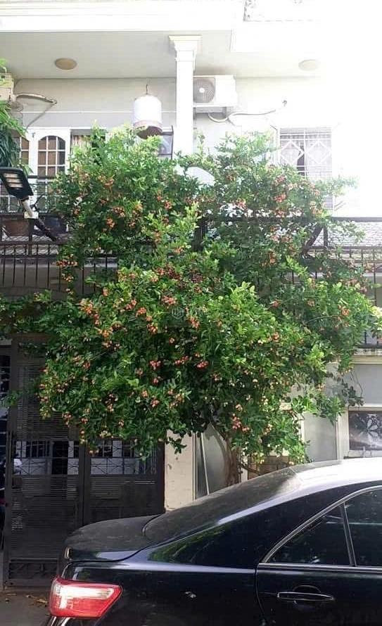 Bán biệt thự phố 🏤 tp hồ chí minh để đi định cư