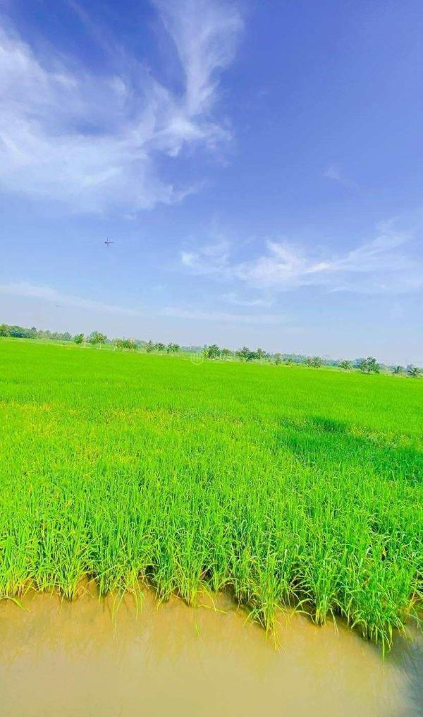 Bán 4.000 🏬 m2 đất lúa đường nguyễn văn linh