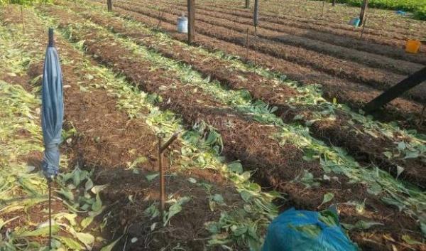 B.á.n 👍 1,2 công đất thổ vườn tại Phường Long Thuận, TP Gò Công cũ giá 1tr/m2